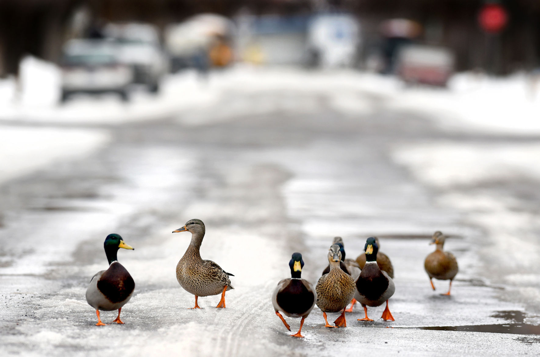 Ducks